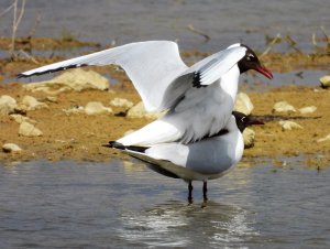 Black Headed Gull