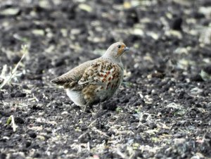 Grey Partridge