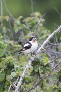 Woodchat Shrike eating lunch