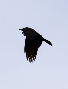 As the crow flies...