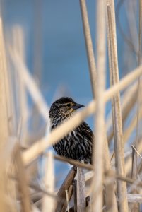 Female Red Wing Blackbird