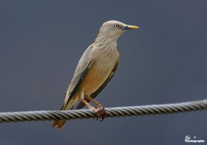 Chestnut-Tailed Starling