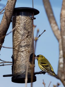 Male Eurasian siskin