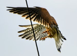 Kestrel - aerobatics