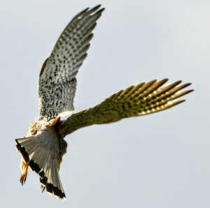 Kestrel -aerobatics