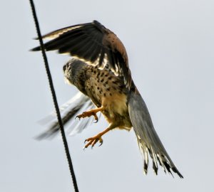 Kestrel