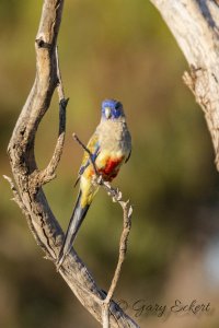 Blue Bonnet