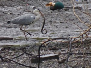 Grey heron