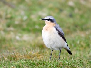 Wheatear Male