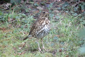 Thrush