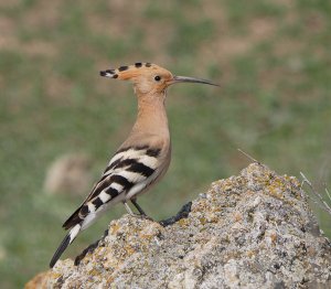 Eurasian Hoopoe