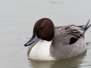 Male northern pintail