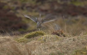 Curlews mating.