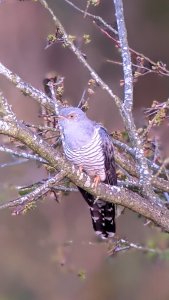 Male cuckoo