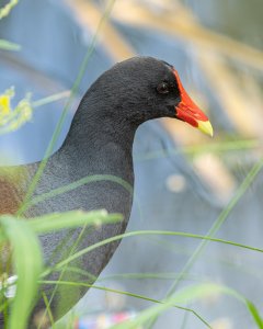 gallinule.jpg