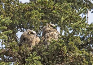 GHO Owlets