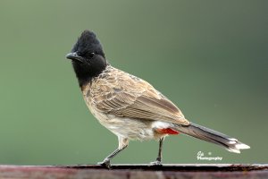 Red-vented Bulbul.