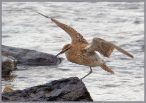 Whimbrel