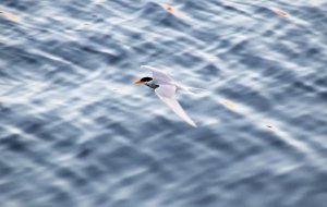 Arctic Tern.jpg