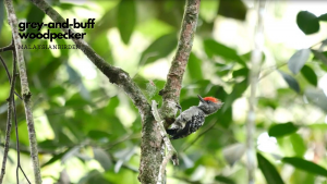 Grey-and-Buff Woodpecker