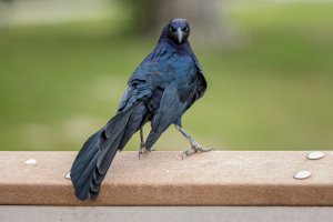 great-tailed grackle -2.jpg