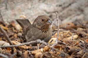 california towhee-1.jpg