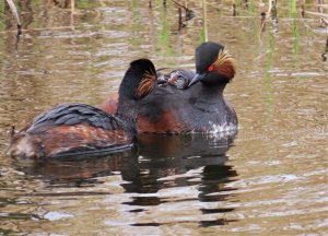 Black-necked Grebes.JPG