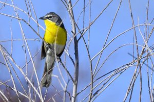 Yellow-breasted chat_050821H.jpg