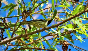 Hermit the Warbler