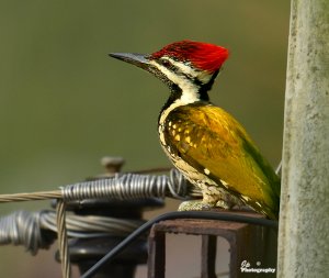 Lesser Goldenback