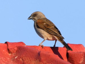 Northern Grey Headed Sparrow 6.jpg