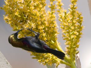 Copper Sunbird 17.jpg
