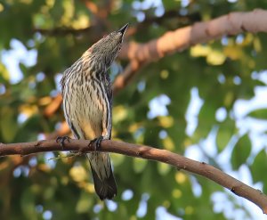 Female Asian Starling