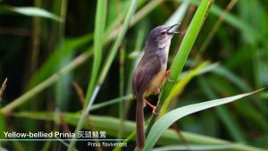 Yellow-Bellied Prinia