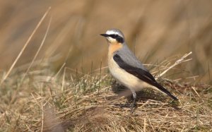 Wheatear.