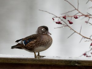 Female wood duck