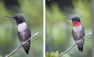 Reflecting on Hummingbirds...(Archilochus colubris)