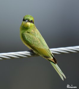 Bee-eater ( JUV)