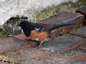 Spotted towhee completely unconcerned about me...