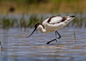 Pied avocet