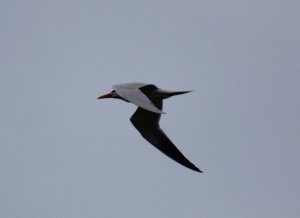 Caspian tern flying east