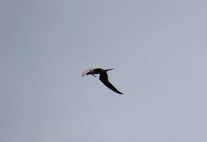 Caspian tern flying west with a fish