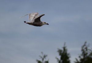 Glaucous-winged gull leaving the park after lazing on the ground for a longish time