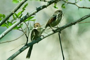 Vinous-Throated Parrotbill (2).jpeg