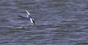 Sandwich Tern.jpg