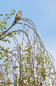 Tree pipit