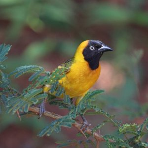 Lesser Masked Weaver