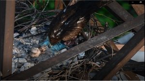 Black Kite Hatchlings (Milvus migrans govinda)