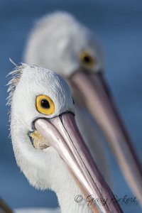 Australian Pelican