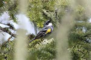 Yellow-rumped warbler-_MG_4134